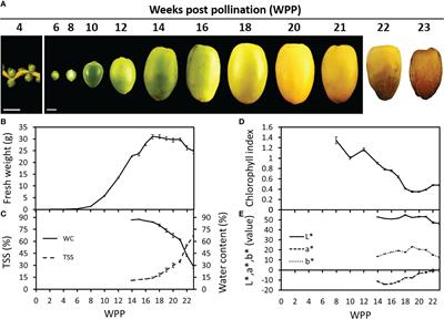 Abscisic acid plays a key role in the regulation of date palm fruit ripening